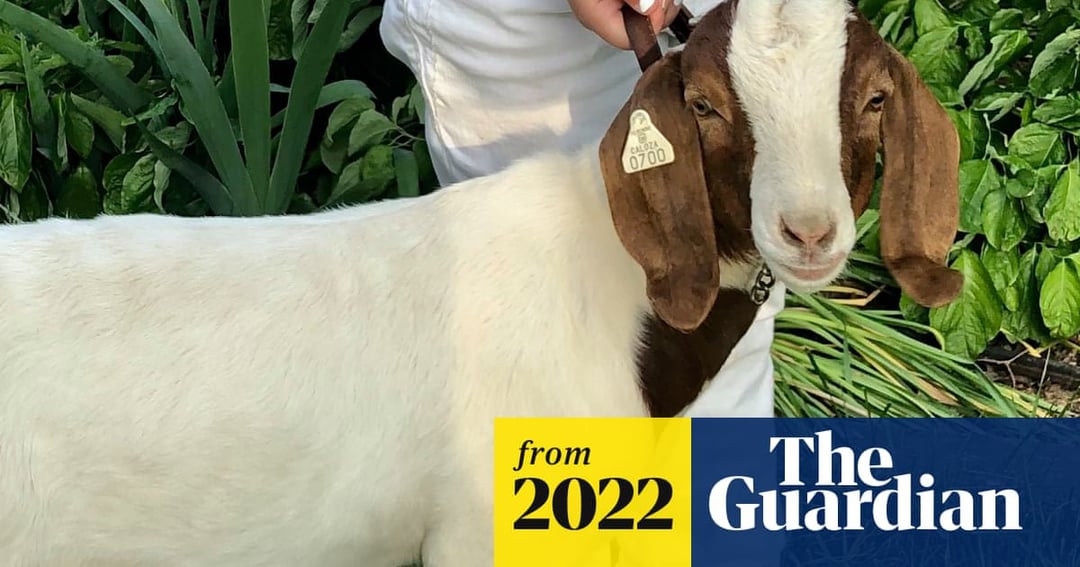 Baby goat sucks dick Happy ending massage kansas city