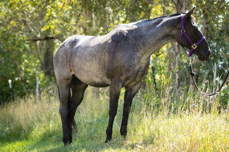 Blue roan quarter horse Lauren hollynude