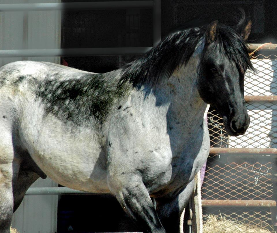 Blue roan quarter horse Samurai champloo jin age