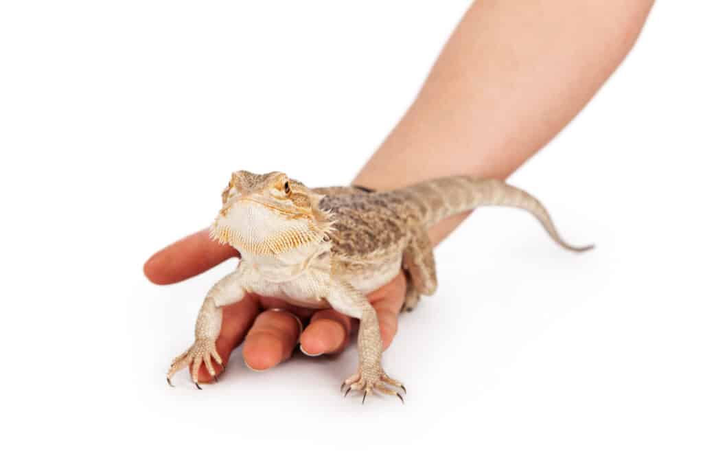 Do bearded dragons get emotionally attached Naked fat white girls