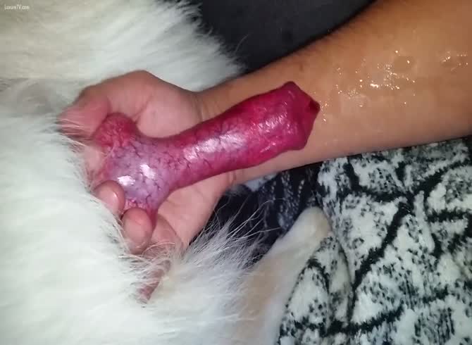 Dog cock cums Male porn star escorts
