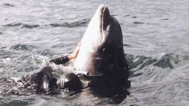 Dolphin masturbating with fish Czech nudist