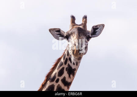 Giraffe licking a pole gif Elise facial abuse