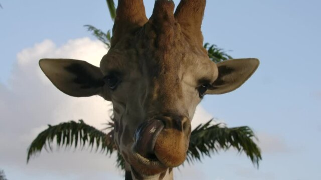 Giraffe licking a pole gif Daphne rosen escort