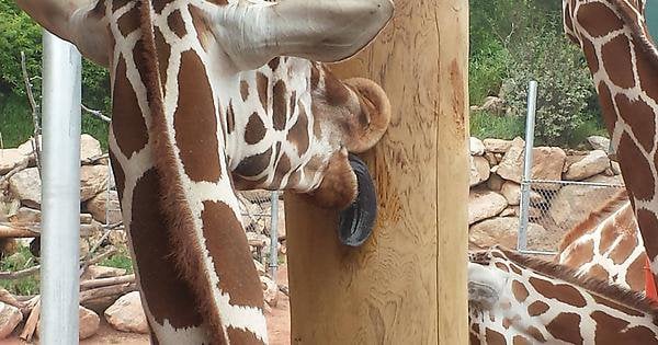 Giraffe licking a pole gif 365 pics porno