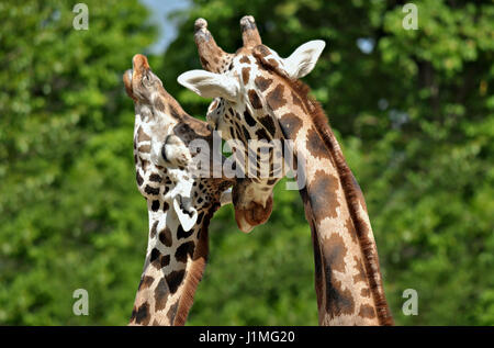 Giraffe licking a pole gif Best moistureizer