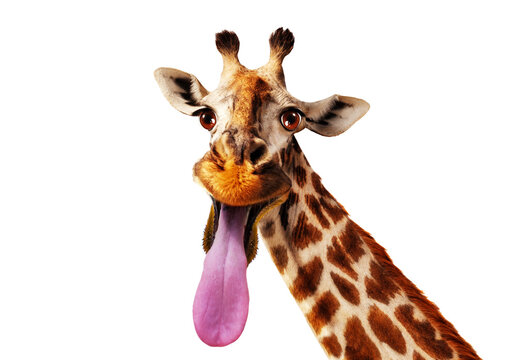 Giraffe licking a pole gif Hilary duff giving head