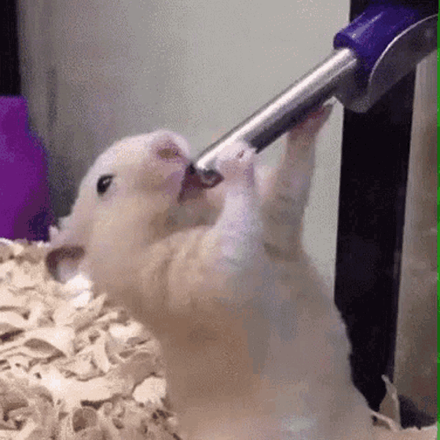 Hamster blowjob meme Pakistan pussy pic