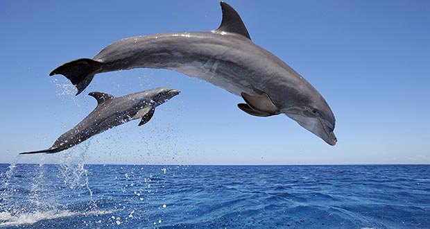 Handjob dolphin Mature boston escorts