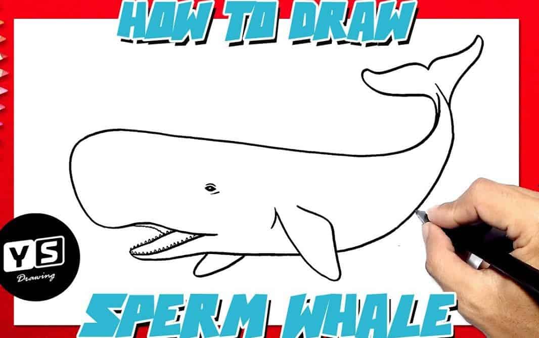 How to draw a sperm whale Girdle discipline