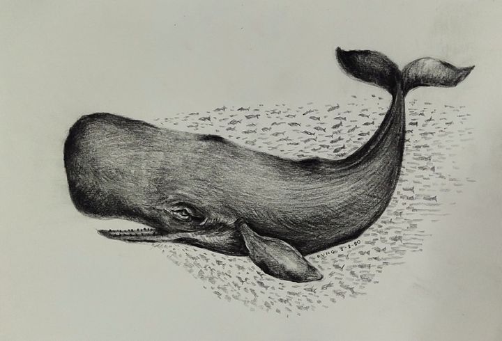 How to draw a sperm whale Vietnam escort services