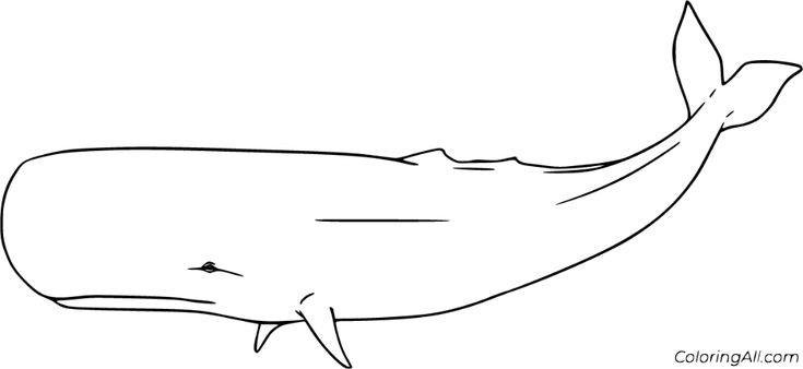 How to draw a sperm whale Gloria hendry nude