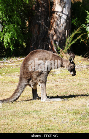 Kangaroo jerking off Happy birthday nude girl
