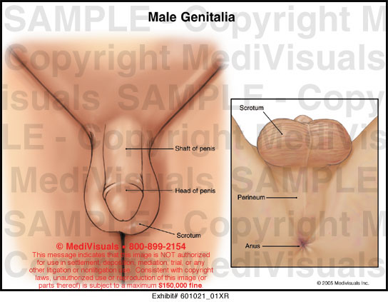 Male genitalia pictures Latino gaggers