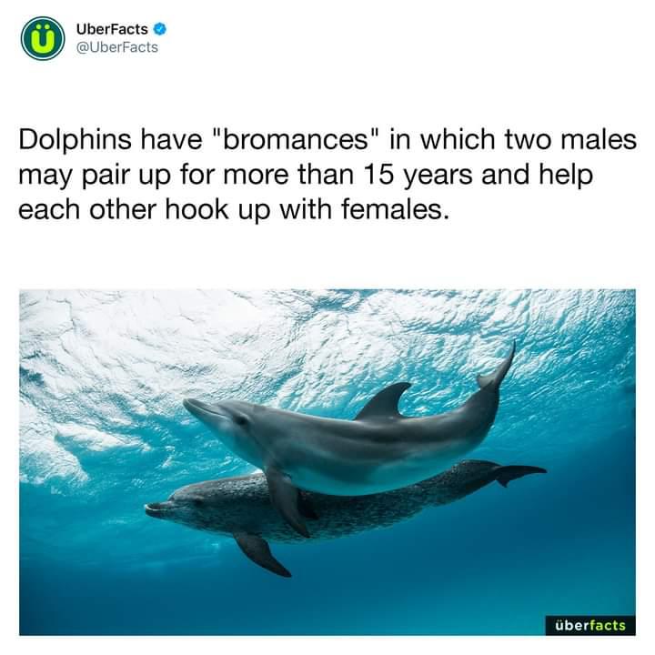 Man fucks dolphine Asian pornstar hardcore