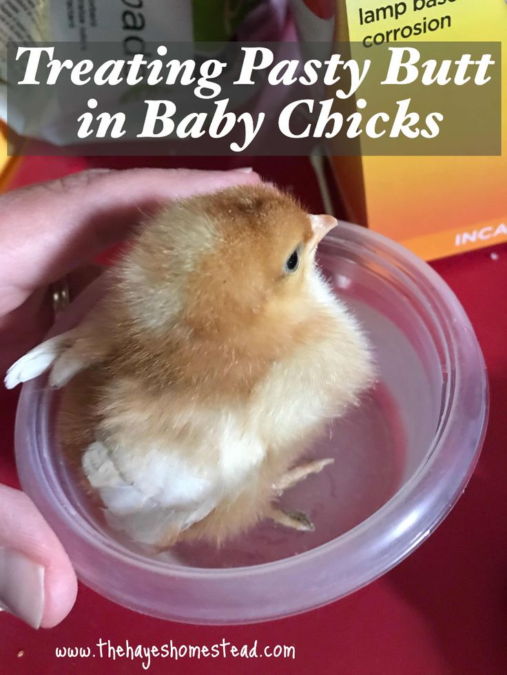 Pasty butt in chickens Men on the net stories