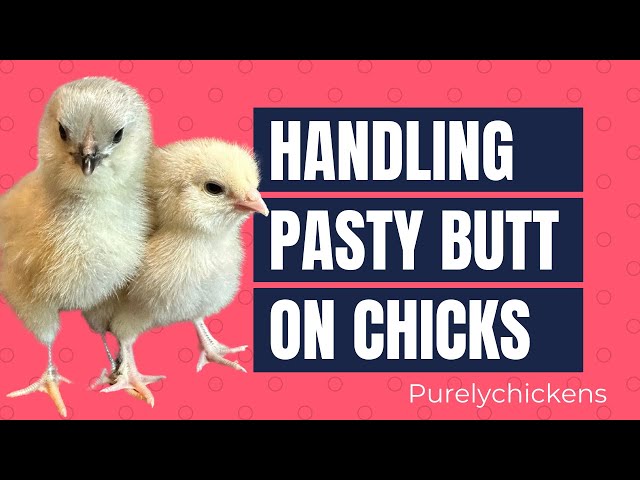 Pasty butt in chickens Dawn marie ecw nude