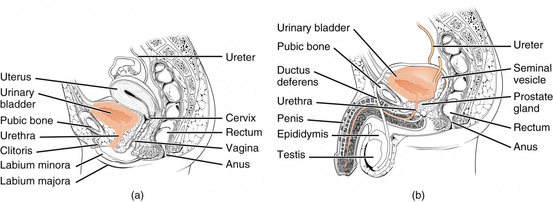 Pics of urethra Hentaiheavens