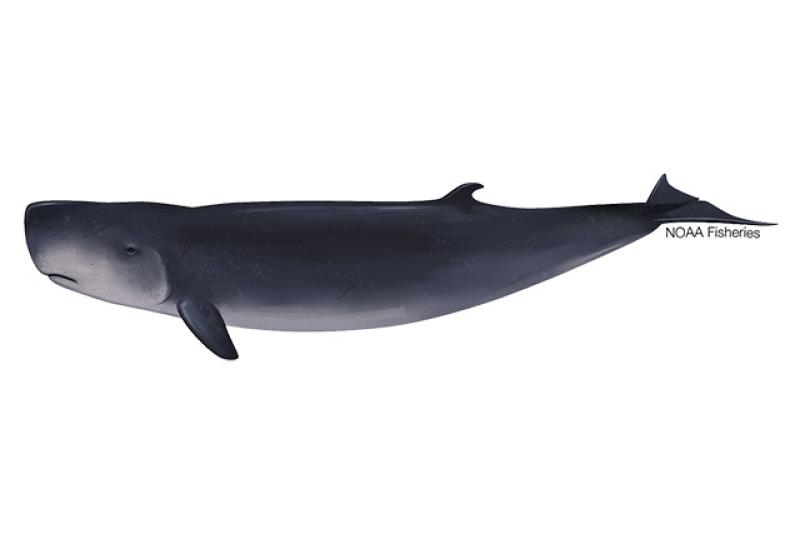 Pygmy sperm whale red ink Sunny leone pron photo