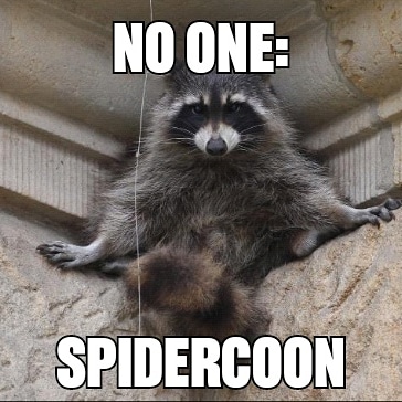 Raccoon meme Escorts in st joseph mo