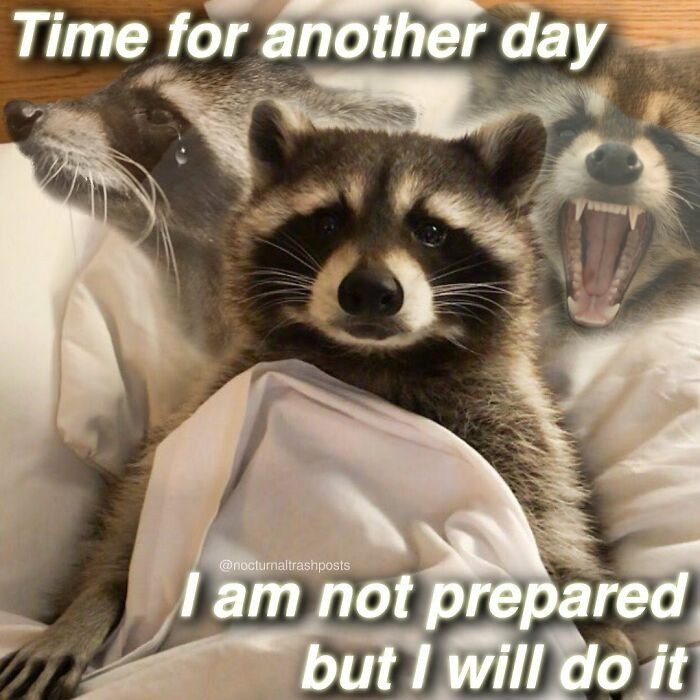 Raccoon meme Close vagina pics