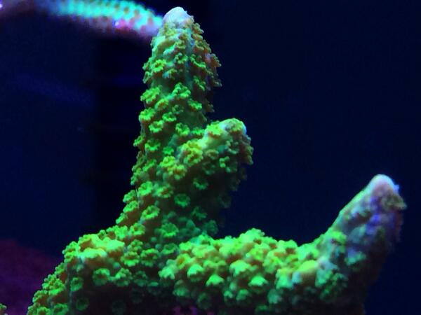 Ts coral reef porn Naked slags